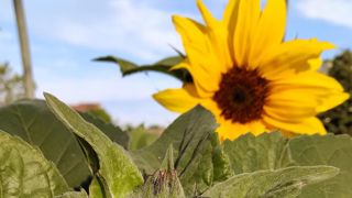 Quand les coureurs s’affronteront pour la victoire à Chalon-sur-Saône (71), vendredi 11 juillet, une fresque florale évoquera les couleurs des différents maillots… à découvrir en vue du ciel.(c)Syngenta